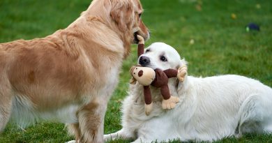 Labradors qui jouent avec une peluche