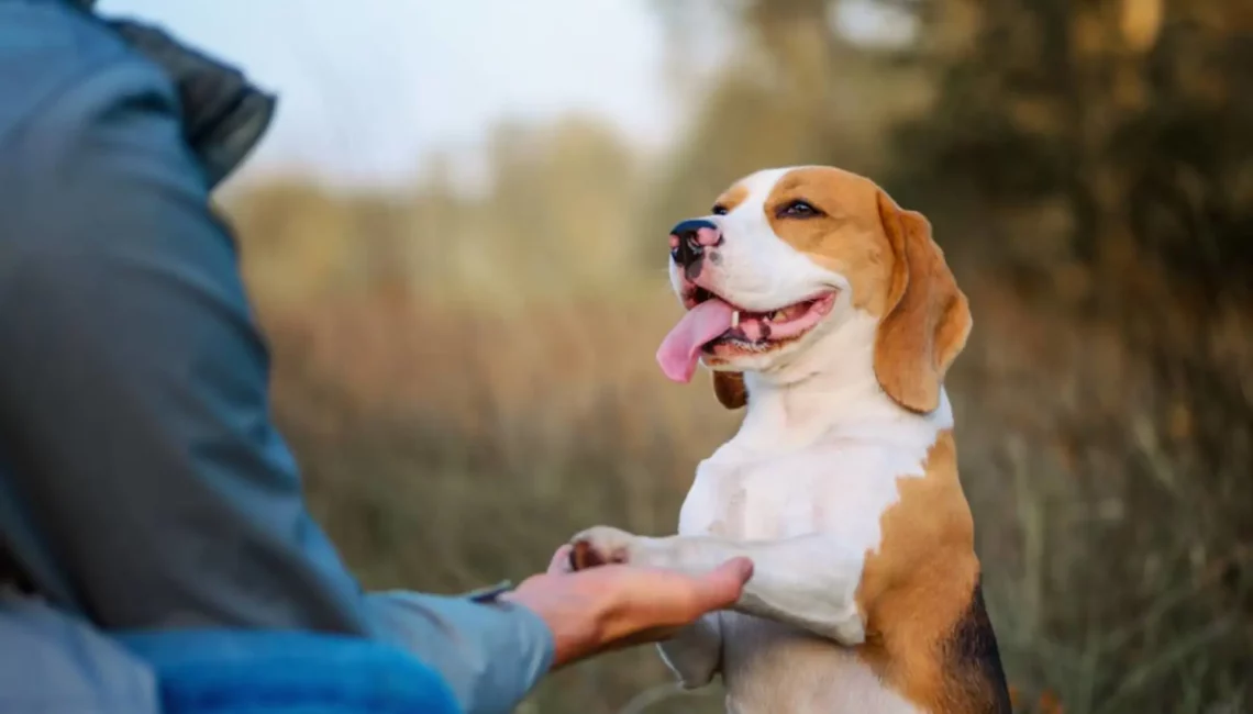 Les raisons de faire dresser son chien