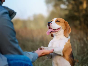 Les raisons de faire dresser son chien