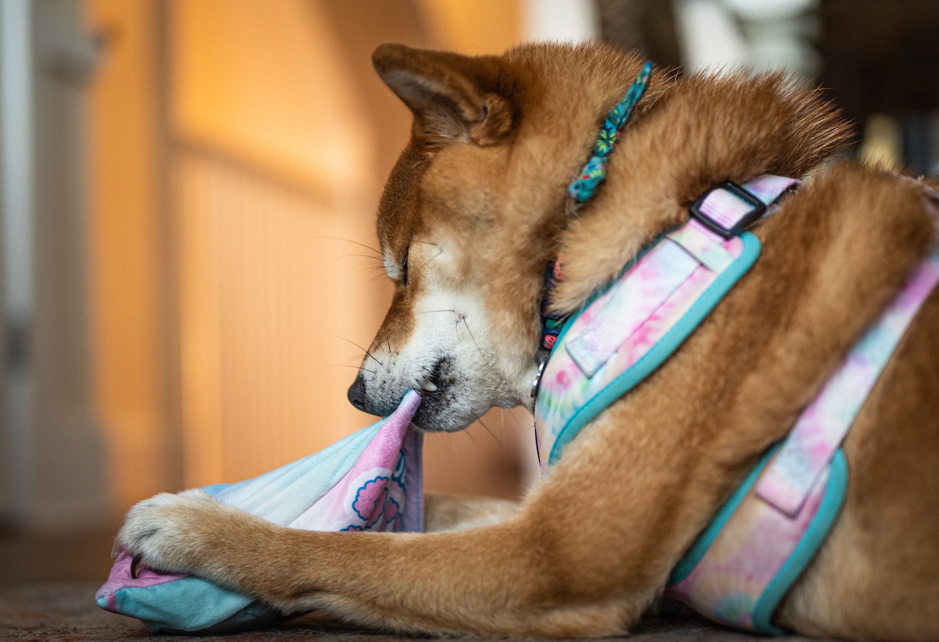 Calmant l'anxiété des chiens  Jouet de formation comportementale