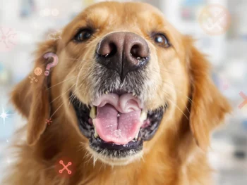 Une tête de labrador la gueule ouverte