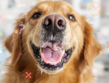 Une tête de labrador la gueule ouverte