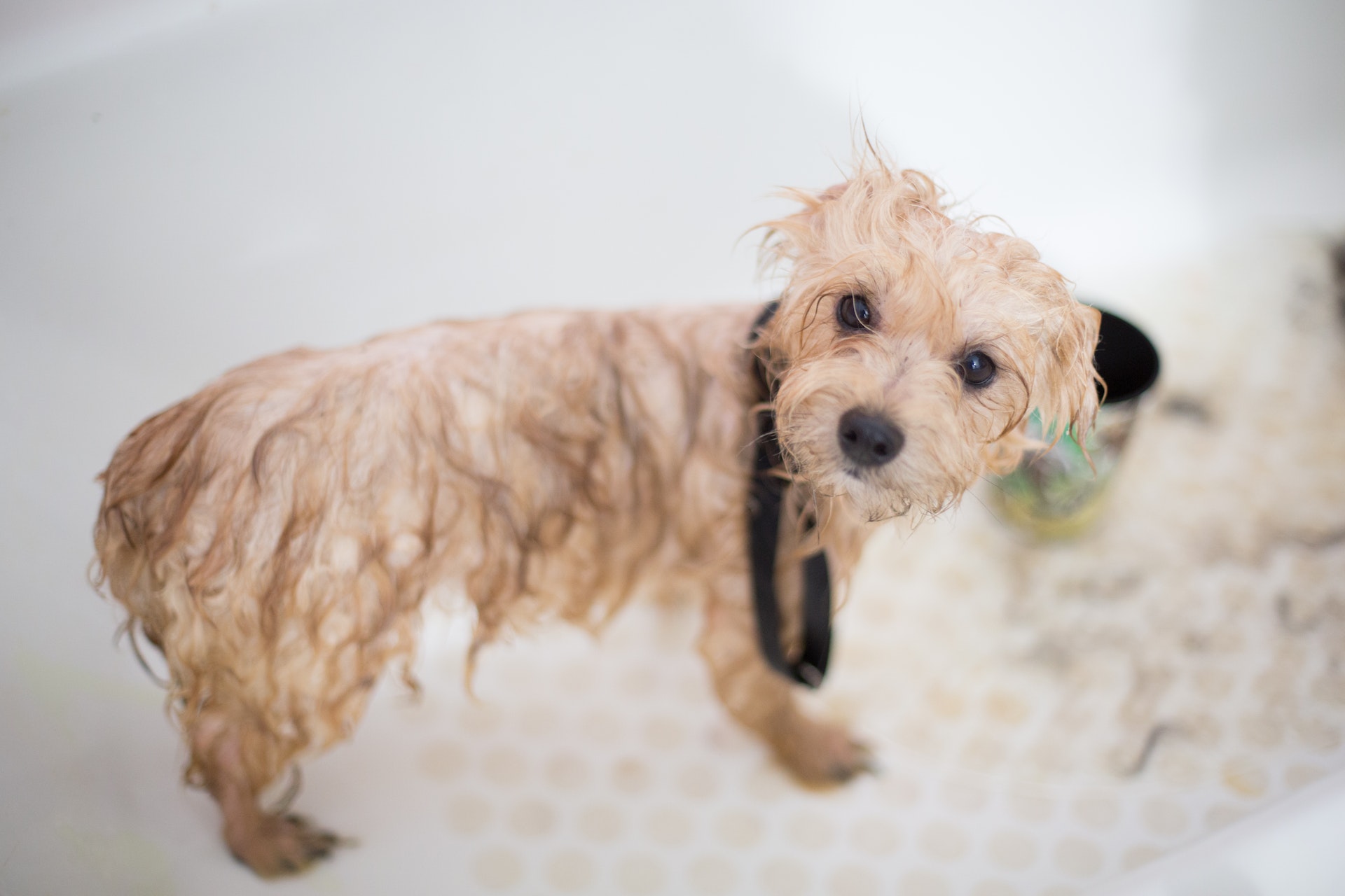 Petit chien dans la baignoire pour son shampoing