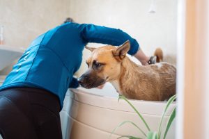 Shampoing du chien dans la baignoire
