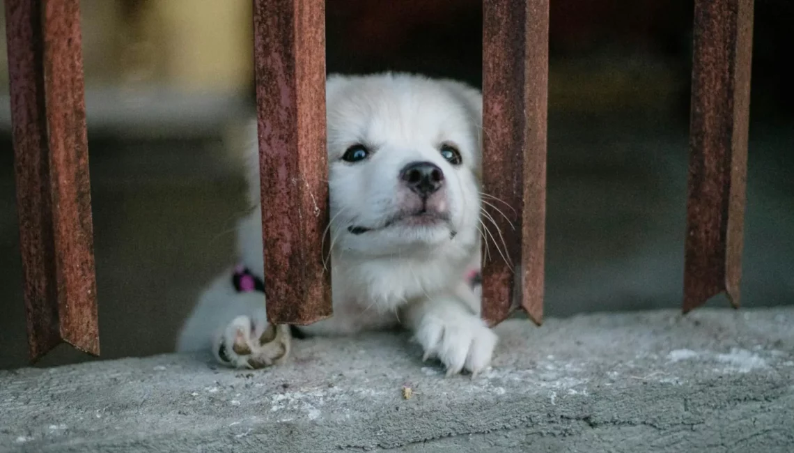 Chiot perdu et triste il attend ses maîtres