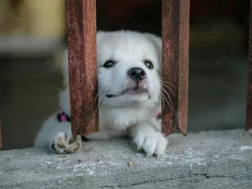 Chiot perdu et triste il attend ses maîtres