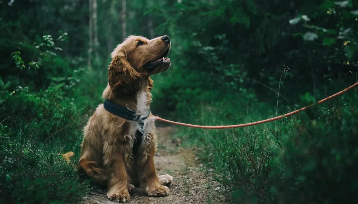 Chien perdu retrouvé dans la forêt