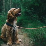 Chien perdu retrouvé dans la forêt