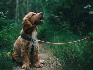 Chien perdu retrouvé dans la forêt