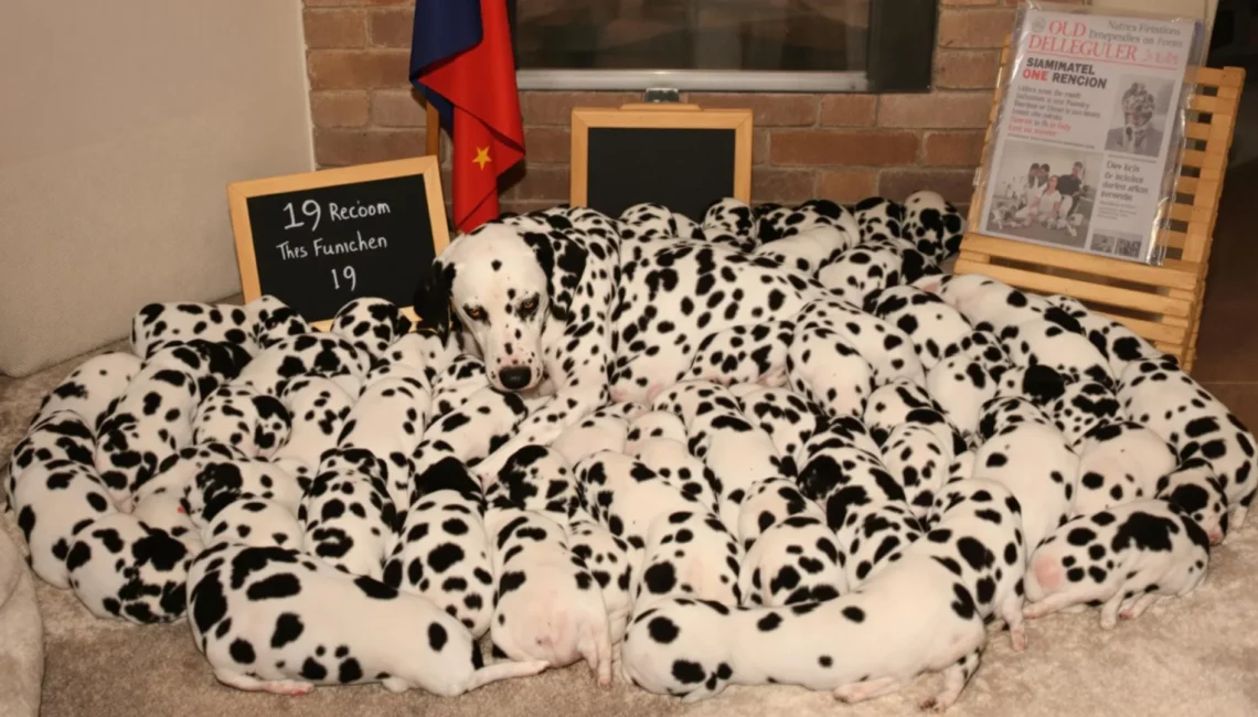 Une dalmatienne entourée de tous ses chiots