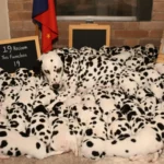 Une dalmatienne entourée de tous ses chiots