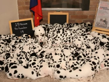 Une dalmatienne entourée de tous ses chiots