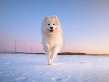 chien de race samoyede dans la neige