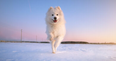 chien de race samoyede dans la neige