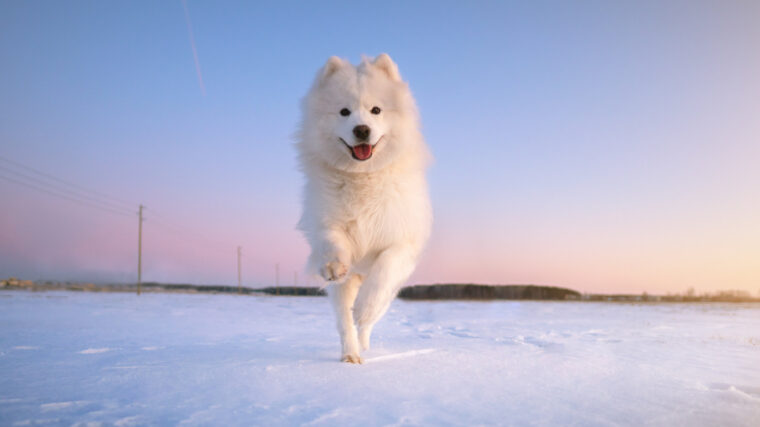 chien de race samoyede dans la neige