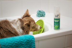 Laver son chien dans sa baignoire