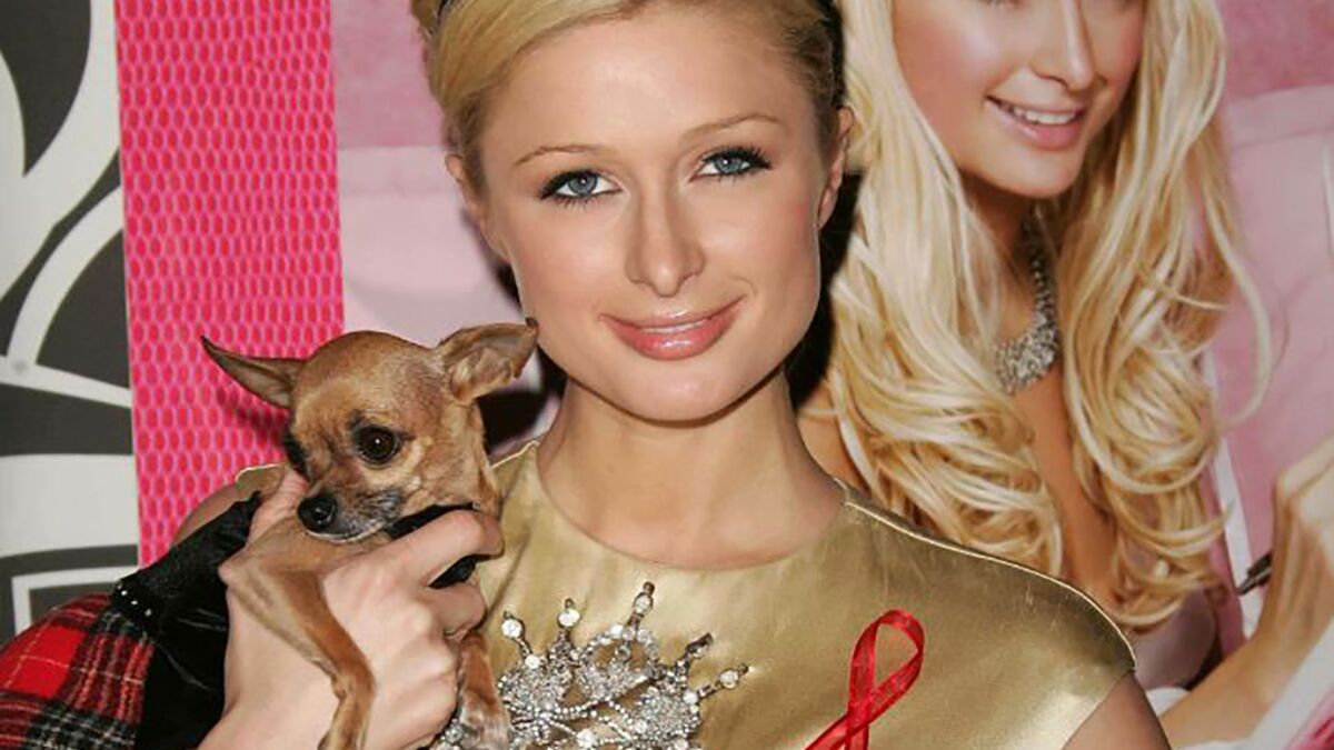 Tinkerbell, le célèbre chien de Paris Hilton, aujourd'hui décédé. 