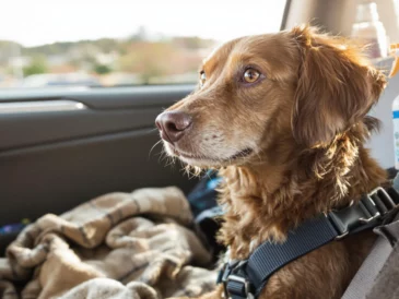 Un chien assis dans une voiture