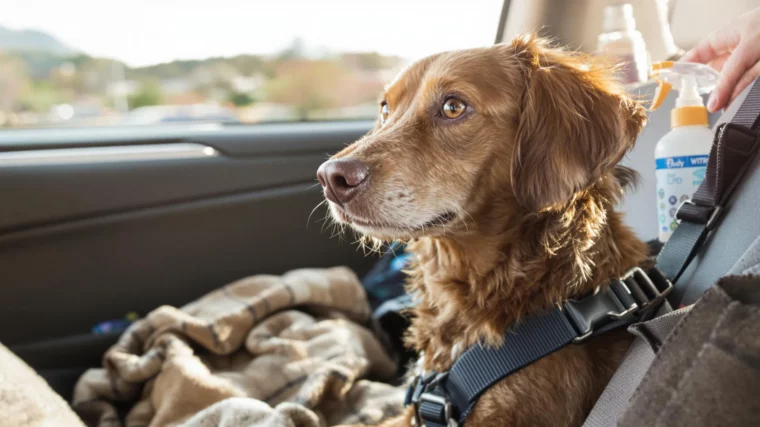 Un chien assis dans une voiture